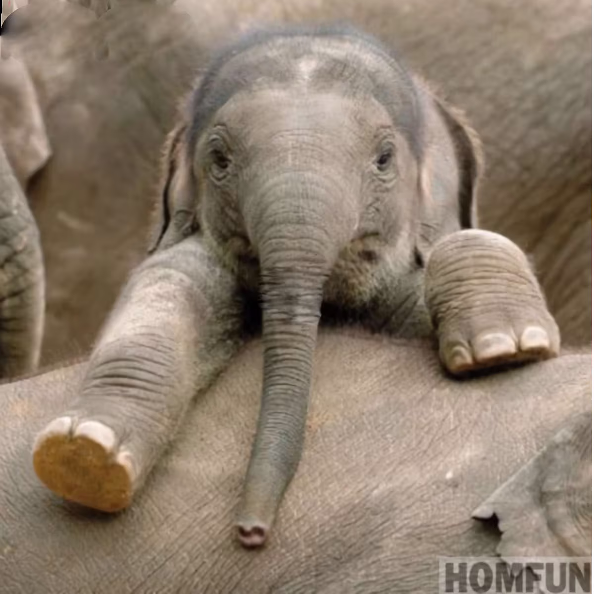 Baby Elephant Diy 5D Diamond Painting Kit Full Square & Round Drill