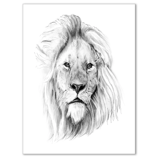 Designart 'Pencil Lion Sketch in Black and White' Animals Print on Wrapped Canvas - White