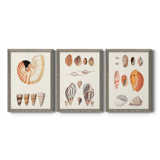 Shell Collection I-Premium Framed Canvas - Ready to Hang - Multi-Color