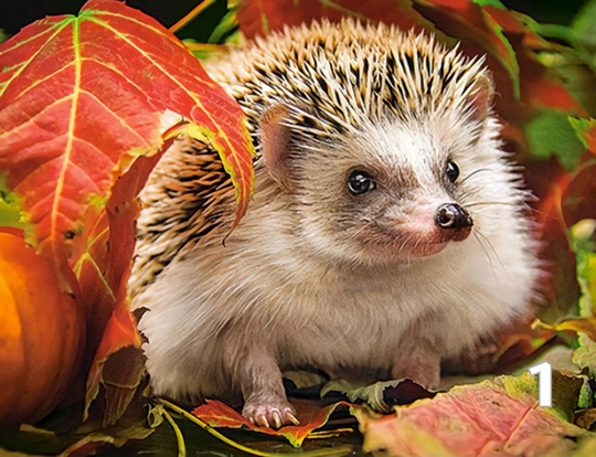 Hedgehogs Diy 5D Diamond Painting Kit Full Square & Round Drill