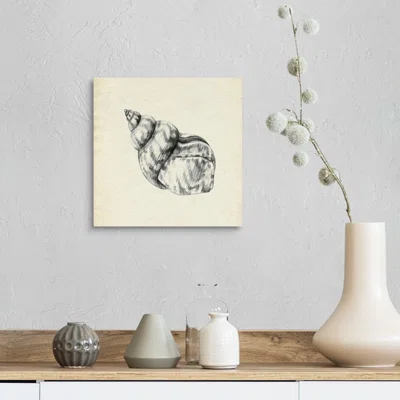 Seashell Pencil Sketch III by Emma Caroline - Painting Print