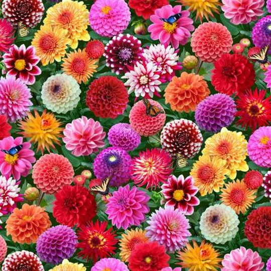 Dahlias Multi Colored Burst Of Color By Elizabeth's Studio 44 Inches Wide 100% Cotton Fabric Es-662