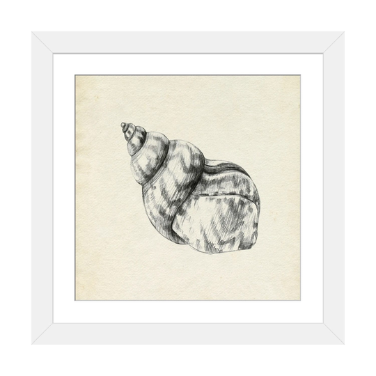 iCanvas "Seashell Pencil Sketch III" by Emma Caroline