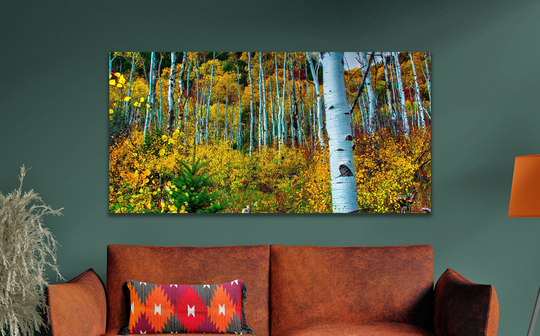 Aspen Trees, Fall Aspens, Autumn Colors, Colorado Canvas, Decor, Home Picture Of Birth Tree Wall Art