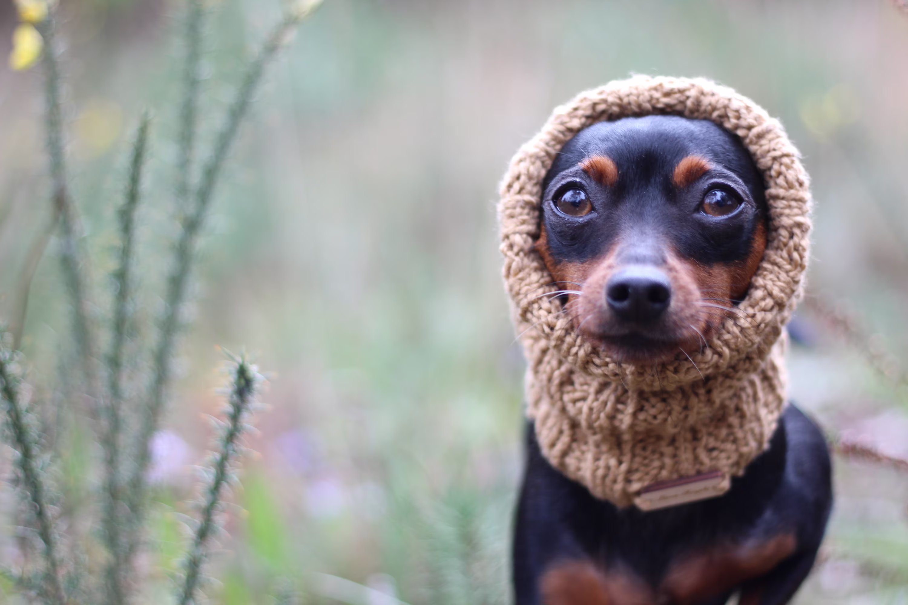 Truffle Dog Cotton Snood, Handknitted Ribber, Neck Warmer, Hound Hat, Made To Measure, Personalised