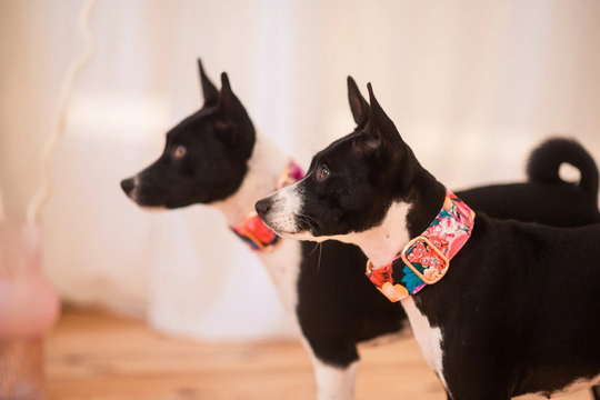 Floral Martingale Collar, Dog Whippet Gifts, Pendleton Martingale Italian Greyhounds, Sighthound Collar