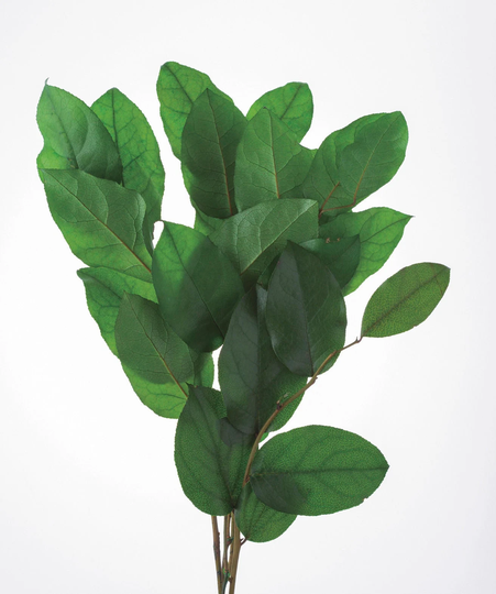 Salal Plant With Big Natural Color Leafs, A Refreshing Green Firm Leaves. Recommended As A Base For Arrangement