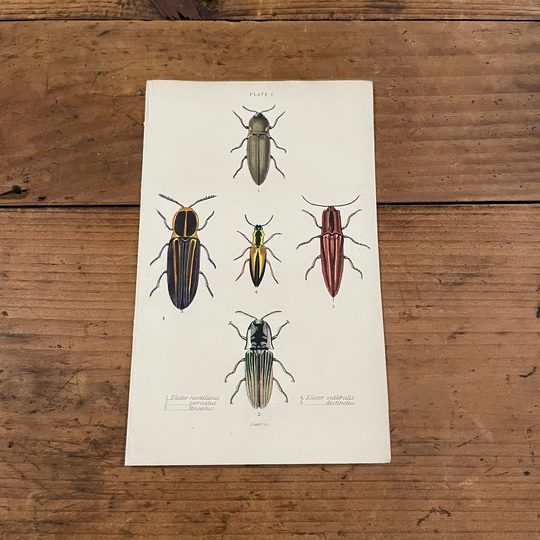 Click Beetles, Original Hand Colored Antique Print, 1835 Jardine's Naturalists Library