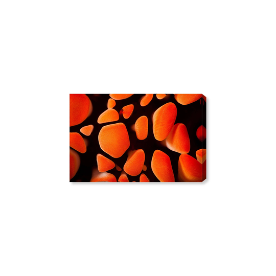 Oliver Gal 'Slate Pencil Sea Urchin by David Fleetham' Nautical and Coastal Wall Art Canvas Print - Orange, Black