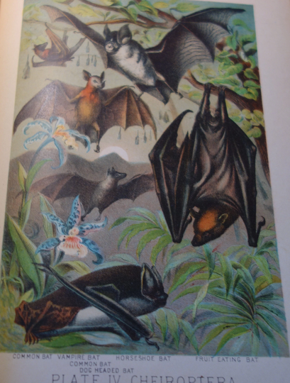 1897 Bats Original Antique Color Print Animal Great Detail Beautiful Hand Colored Vampire Horseshoe Fruit Eating Bat Wall Art Framable
