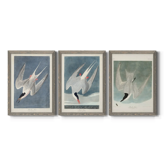 Pl 240 Roseate Tern-Premium Framed Canvas - Ready to Hang - Multi-Color