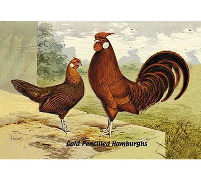 Gold Pencilled Hamburghs Painting Print