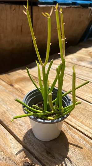 Live 4" Rooted Euphorbia Tirucalli L Fire Stick Cactus Pencil