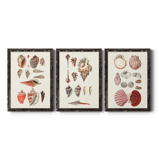 Shell Collection IV-Premium Framed Canvas - Ready to Hang - Multi-Color
