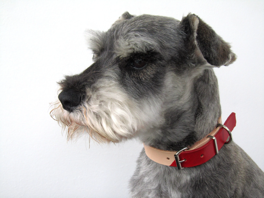 Personalized Leather Dog Collar, Engraved Dog Collar, Colourful Chemical Free, Gift, Chrome Vegetable Tanned