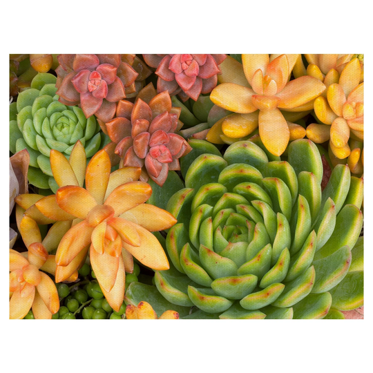 Fine Art canvas Desert Colors I Succulent by Robin Constable Hanson Canvas Art Print - Multi-color