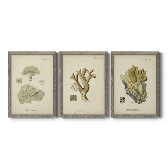 Ecru Coral I-Premium Framed Canvas - Ready to Hang - Multi-Color