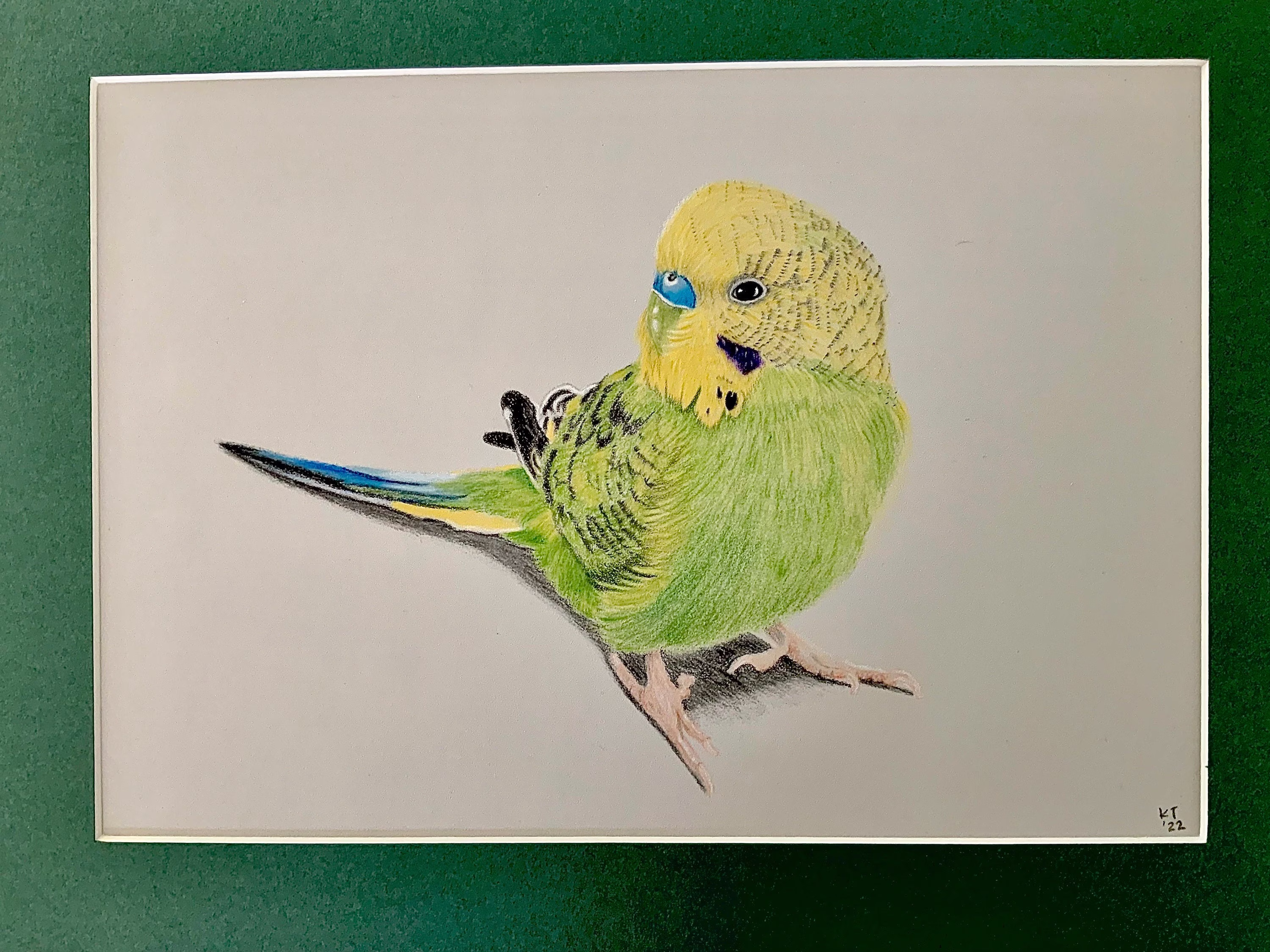 Budgie Pencil Drawing Original Art Green
