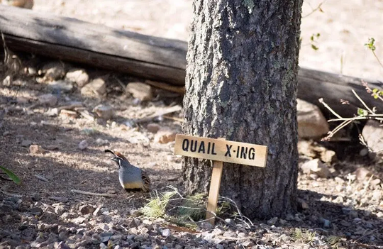 Quail X-Ing Crossing Sign, Caution Yard Sign, Hand Routed Quail Carved Wood Animal Signage, Custom Personalized