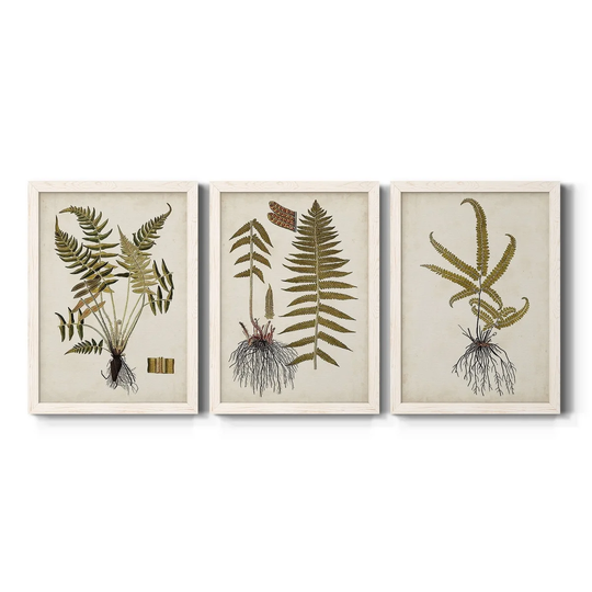 Fern Botanical IV-Premium Framed Canvas - Ready to Hang - Multi-Color