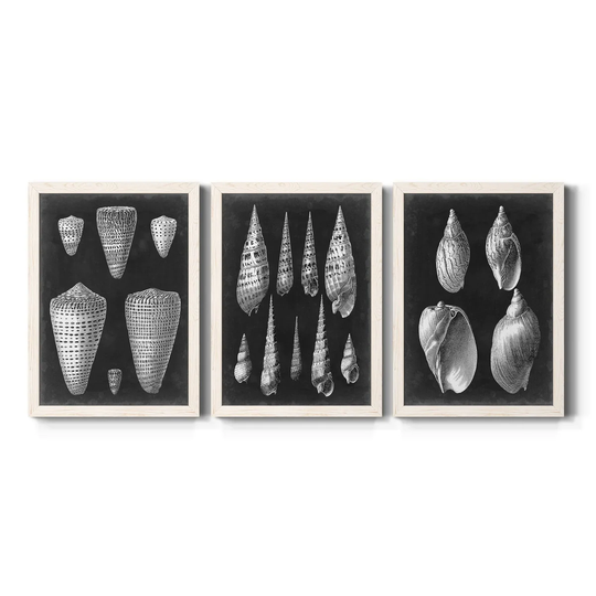 Alabaster Shells I-Premium Framed Canvas - Ready to Hang - Multi-Color