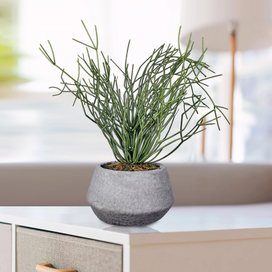 Potted Pencil Cactus Plant 18"