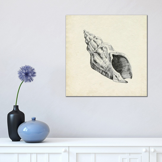 iCanvas "Seashell Pencil Sketch II" by Emma Caroline Canvas Print
