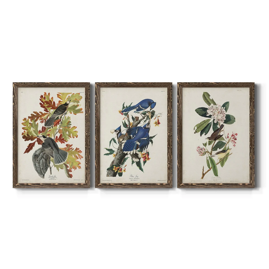 Pl 107 Canada Jay-Premium Framed Canvas - Ready to Hang - Multi-Color