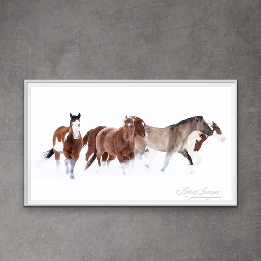 Horse Photography Colorful Pinto Snow Print - "Snowy March Ii"