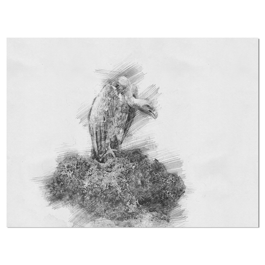 Designart 'Black and White Vulture in Pencil Sketch' Animals Print on Wrapped Canvas