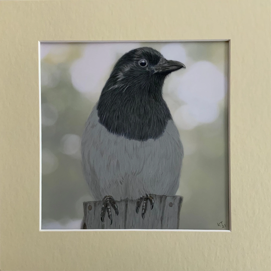 Magpie Drawing - Pencil Art