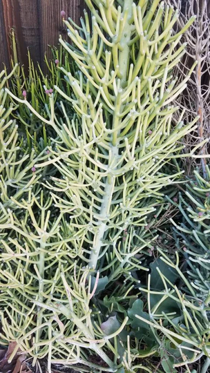 Euphorbia Tirucalli Pencil Cactus Tree Plant Succulent /Cactus. Large Houseplant/Outdoor