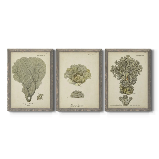 Ecru Coral IV-Premium Framed Canvas - Ready to Hang - Multi-Color