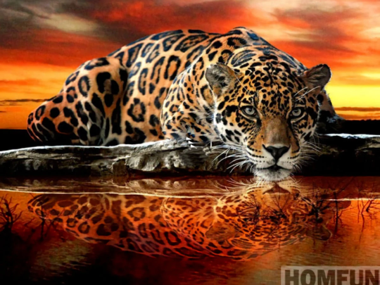 Leopard At The Watering Hole Diy 5D Diamond Painting Kit Full Square & Round Drill