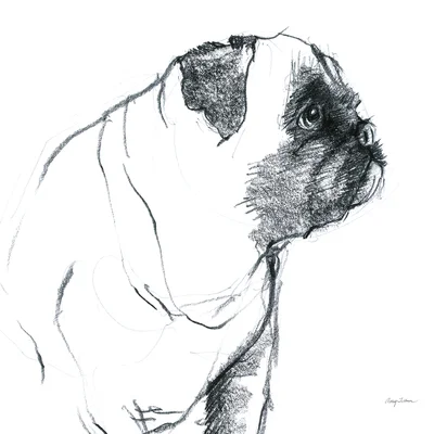 Odin Sitting Pretty by Avery Tillmon - Drawing Print on Canvas