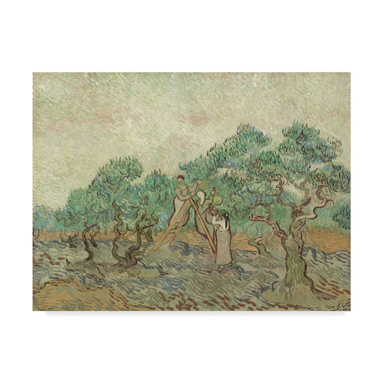 Vincent Van Gogh 'The Olive Orchard' Canvas Art - Multi-color