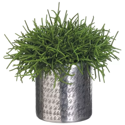 Pencil Cactus Succulent in Planter