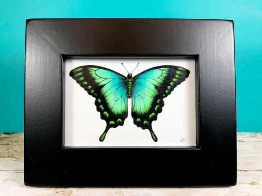Sea Green Swallowtail Butterfly Original Colored Pencil Drawing in A Black Frame
