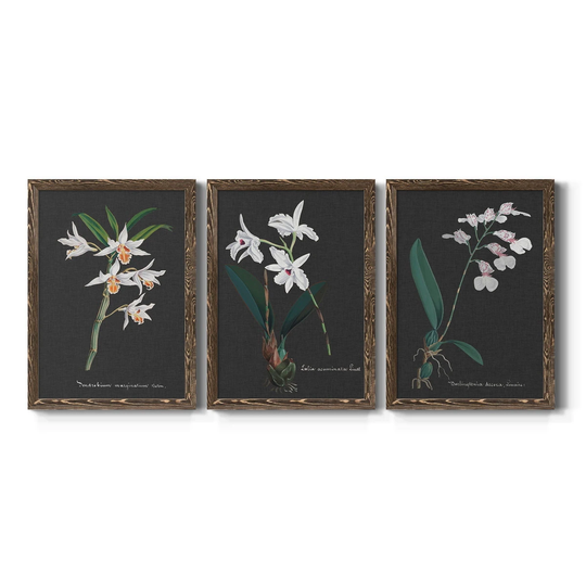 Orchid on Slate IV-Premium Framed Canvas - Ready to Hang - Multi-Color