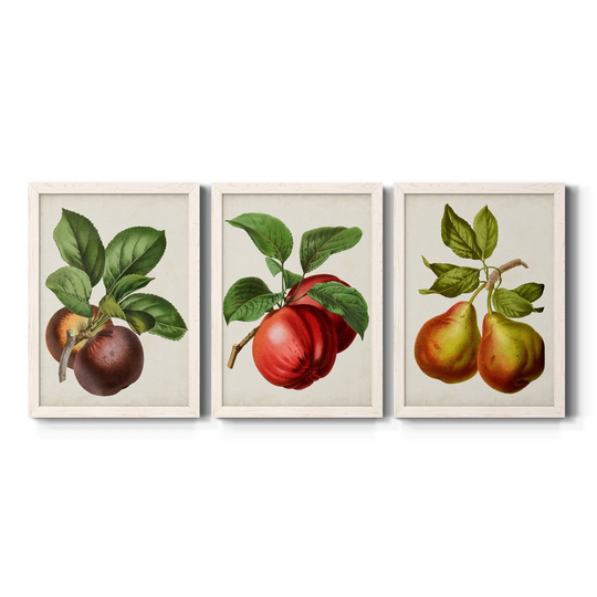 Antique Fruit IX-Premium Framed Canvas - Ready to Hang - Multi-Color