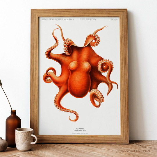 Vintage Colored Octopus Poster, Red Octopus Retro Print, Antique Fish & Sea Life Poster | Fs38