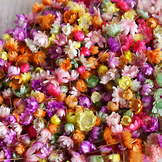 Tiny Multi-Color | Dyed Dried Flowers For Diy Uv Epoxy Resin, Candle Making, Soap, Crafting Filler, Choose Size, Free Storage Box