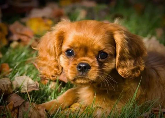King Charles Puppy Diy 5D Diamond Painting Kit Full Square Drill