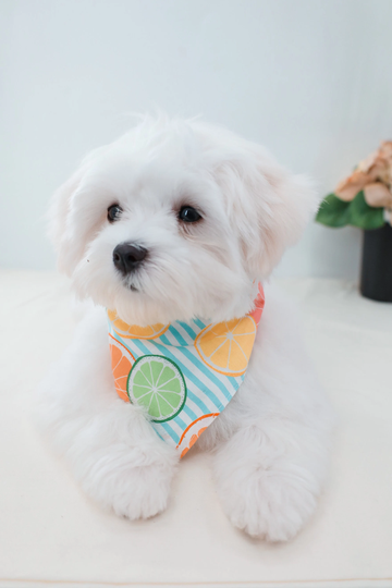 Summer Slip On Dog Bandana With Elastic Puppy Floral - Dog Neckerchief Mom Gift Scarf Cute Tie Pet Accessories