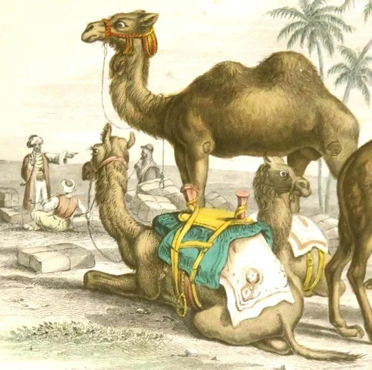 1860S Antique Camel Print, Hand Colored Engaving, Dromedary, Arabian, Post, Bactrain, Animal Print, Fine Art Nature Detail, Rich Color
