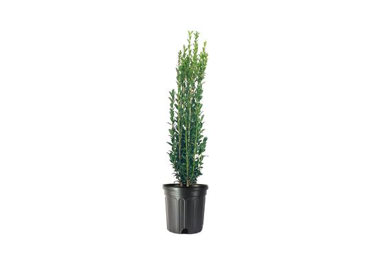 Sky Pencil Japanese Holly | Live Gallon Size Plants Ilex Crenata Low Maintenance Formal Evergreen Hedge