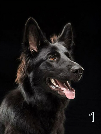 8 German Shepard Beauties Diy 5D Diamond Painting Kit Full Square Drill