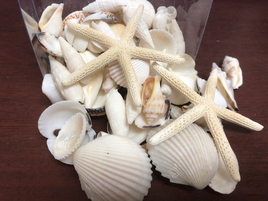 50+ Pcs White Shell Pencil White Starfish Sea Shell Craft Box