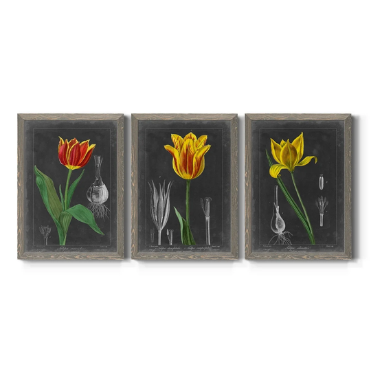 Midnight Tulip IV-Premium Framed Canvas - Ready to Hang - Multi-Color