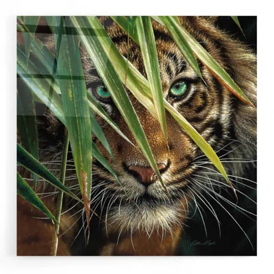 Tiger Eyes by Collin Bogle - Unframed Print